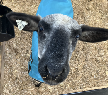 Sheep