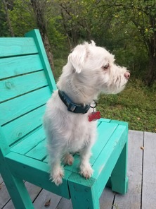 A white dog sitting on a teal green wooden chair on a deck in a wooded backyard.