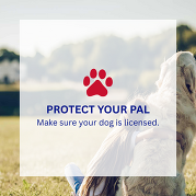  Protect your pal. Make sure your dog is licensed.