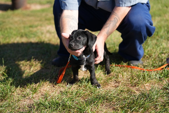 Dog training with incarcerated person