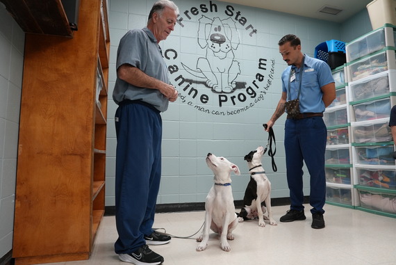 Dogs training with incarcerated adults