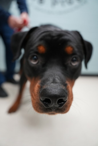 Rottweiler up for adoption 