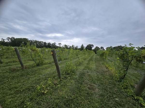 Rep. Craig at Lincoln Way Vineyards 2