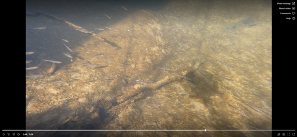 Video Capture of Minnows