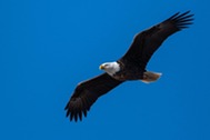 Bald eagles are among the many species that are found at Simco Wildlife Area in Coshocton County.