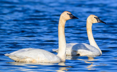 trumpeter-swans