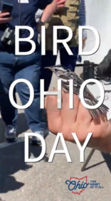 BirdOhio video