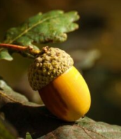 Acorn from a White Pin Oak Tree of Ohio
