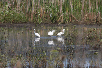 An Ohio Wetland