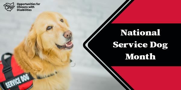 Golden retriever service dog with a vest that says service dog