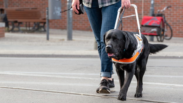 A service dog assisting an individual cross a street.