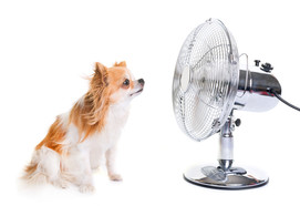Dog in front of fan