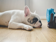 Dog with fan