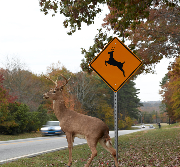 Deer Road and Car Image