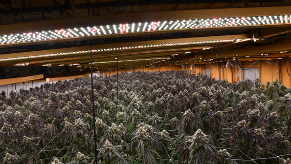 Mature Marijuana Plants