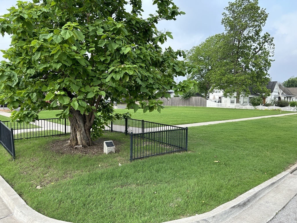 Historic Umbrella Catalpa Tree