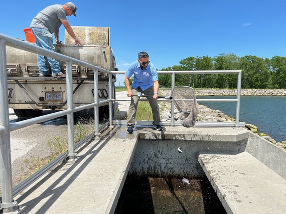 Tilapia  in water purification
