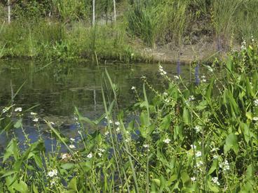 gatheringplacewetlands