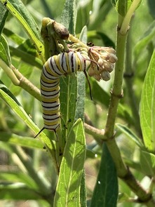 Monarch Butterfly Caterpillar NE OK L. Gunelson 2023