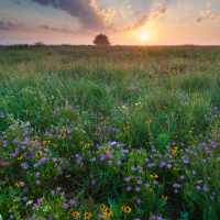 Prairie with flowers