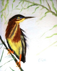 Green Heron G. Fulk