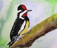 Sapsucker G. Fulk