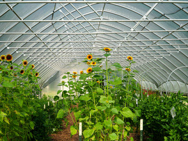 Sunflowers in hoop house