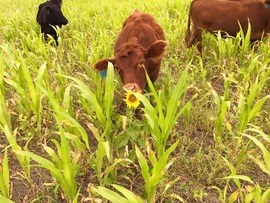 Cow sniffing a flower
