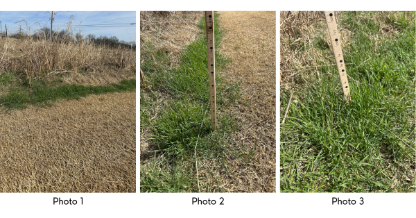 Three separate photos of patches of Bermuda grass.