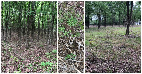 Four photos showing mulched trees and new seedlings sprouting.
