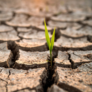 Plant in dry ground