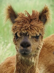 alpaca