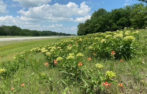 Milkweed