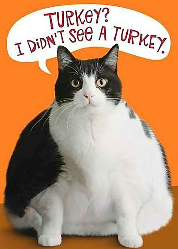 Fat cat with words "Turkey. I didn't see a turkey."