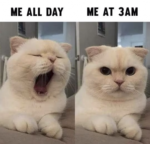 Two photos. First one cat is yawning with words "me at work." Second photo cat staring with words "Me at 3 a.m."