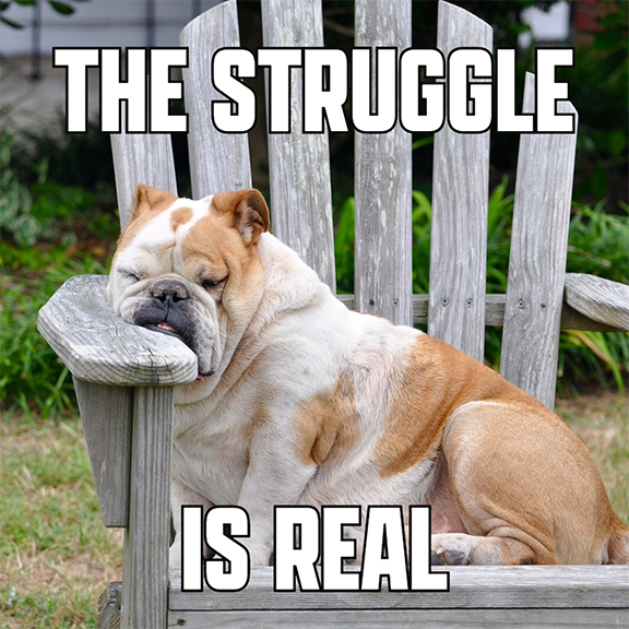 Dog sleeping in chair with words "The struggle is real."