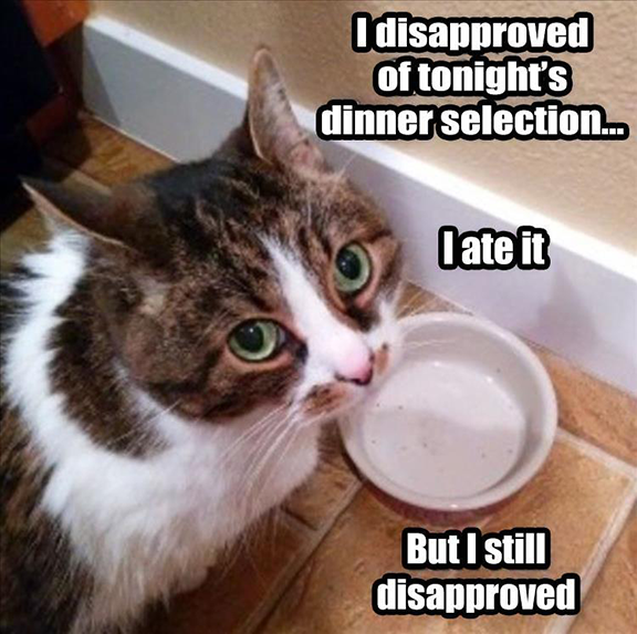 Cat with empty food bowl and words "I disapprove on tonight's dinner selection. I ate it, but I still disapprove."