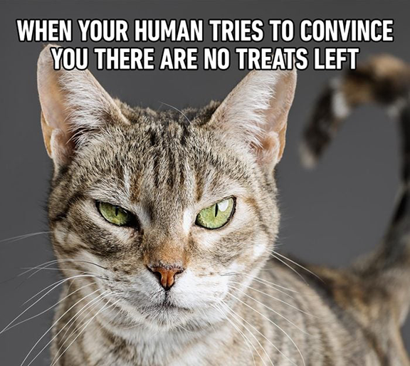 Cat looking unhappy with words "When your human tries to convince you there are no treats left." 