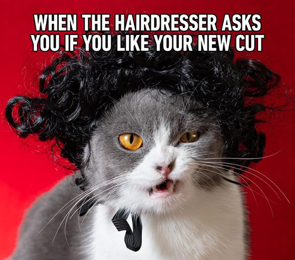 Angry cat wearing a bad wig with words "When the hairdresser asks you if you like your new cut."