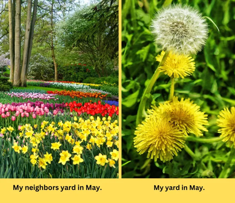 Yard full of blooming flowers with words "My neighbors yard in May." Yard with dandelions with words "My yard in May."  