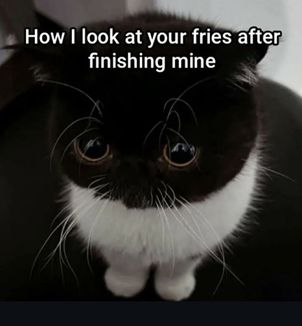 Sad cat with words "How I look at your fries after finishing mine."