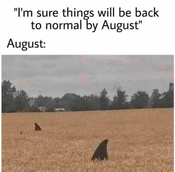 Wheat field with shark fins poking up with words "I'm sure things will be back to normal by August. August: "