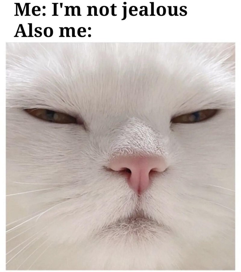 Closeup of white cat squinting with words "Me: I'm not jealous, Me: squinting."