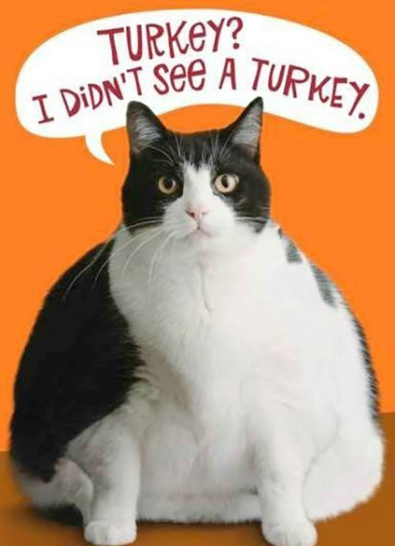 Very fat cat with words "Turkey? I don't see a turkey."