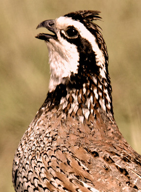 bobwhite quail