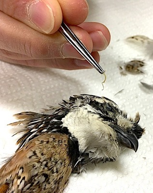 eyeworm quail