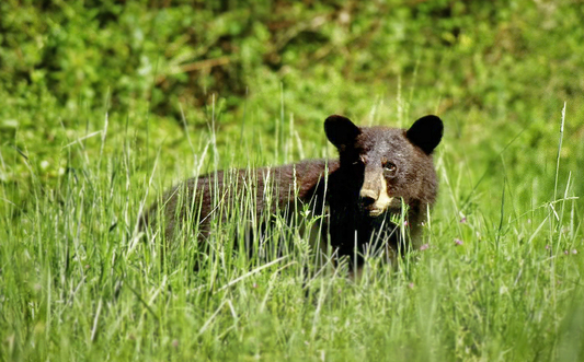 black bear usfws
