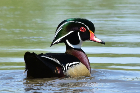 wood duck usfws