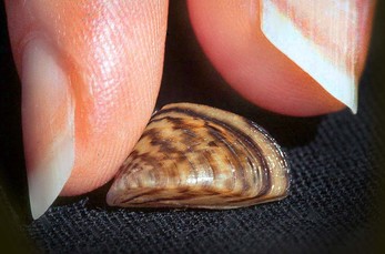 zebra mussel closeup