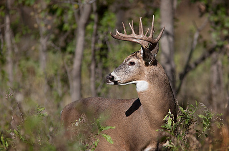 whitetail buck 2018 rut report